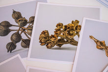 Load image into Gallery viewer, Seedpods from Aotearoa - card set