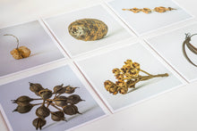 Load image into Gallery viewer, Seedpods from Aotearoa - card set