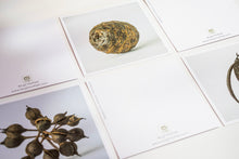 Load image into Gallery viewer, Seedpods from Aotearoa - card set