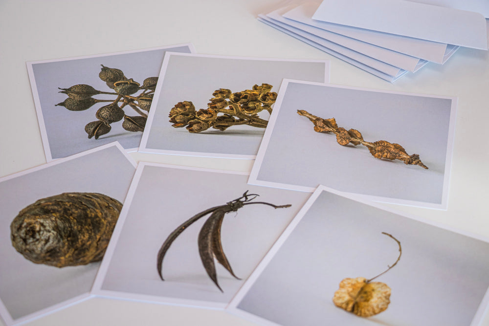 Seedpods from Aotearoa - card set