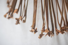 Load image into Gallery viewer, The Forest has not told you all it's Secrets yet - series
