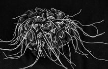 Load image into Gallery viewer, felt sculpture object
